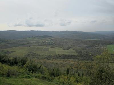 Breathtaking landscape of vineyards and fields near Motovun, Croatia.