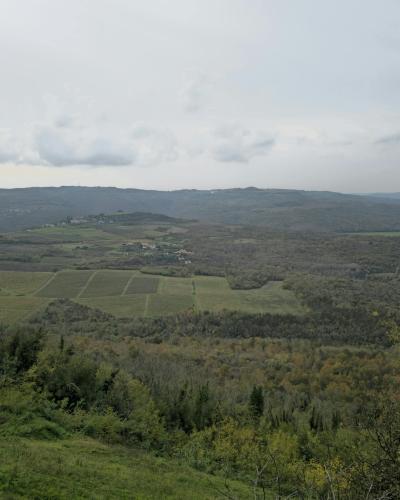 Breathtaking landscape of vineyards and fields near Motovun, Croatia.