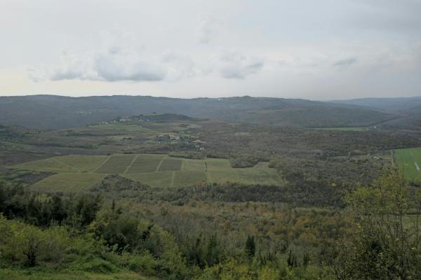 Motovun Vineyard
