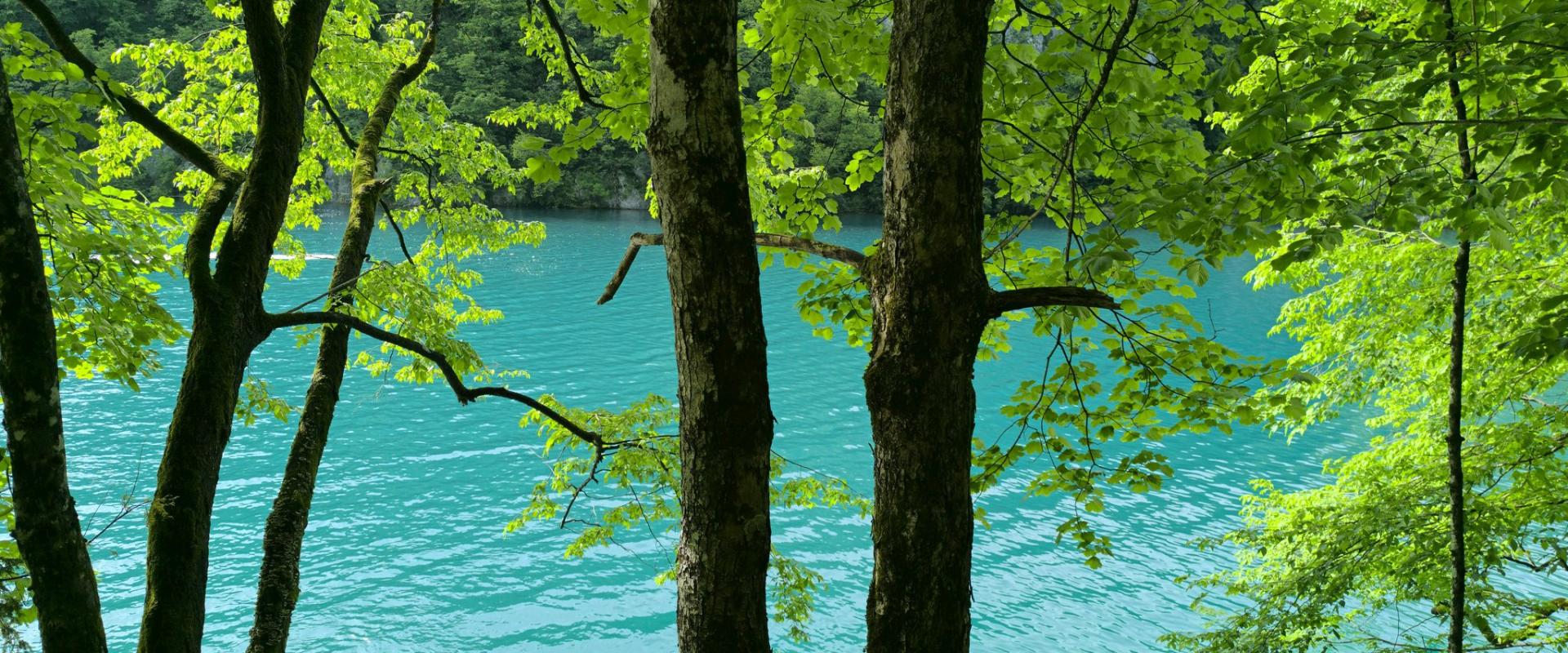 Vibrant green trees overlook stunning turquoise waters in a serene Croatian landscape.