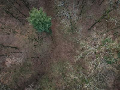 Drone shot of Okrugli Vrh forest with bare trees and fallen leaves.