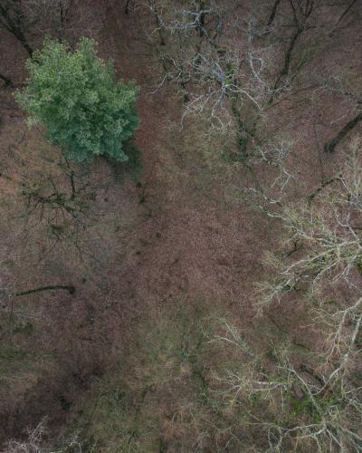 Drone shot of Okrugli Vrh forest with bare trees and fallen leaves.