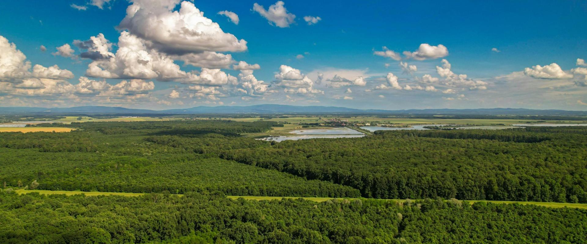 Breathtaking aerial view of lush green forests under a bright blue sky in Garešnica, Croatia.