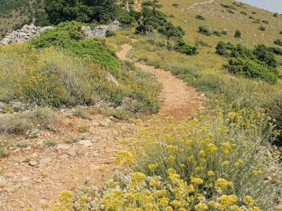 a dirt path on a hill with yellow flowers