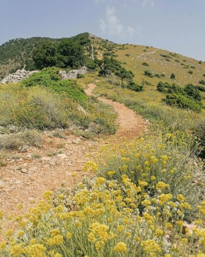 a dirt path on a hill with yellow flowers