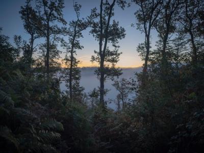 forest trees photograph