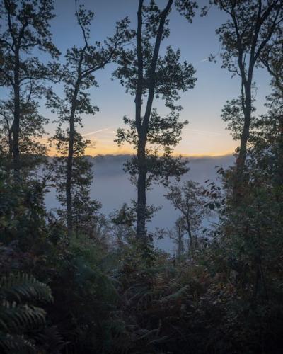 forest trees photograph