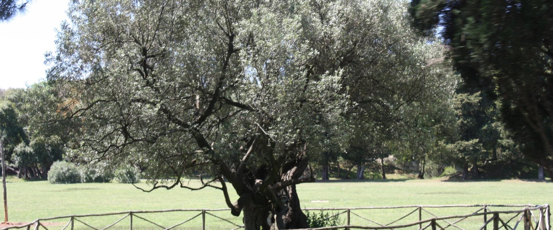 The Olive Tree on Brijuni