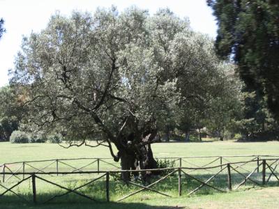 Brijuni, alter Olivenbaum