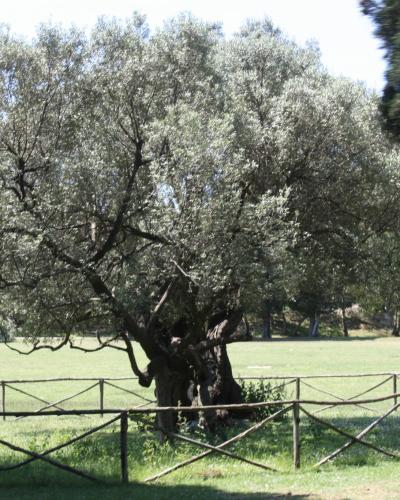 Brijuni, alter Olivenbaum