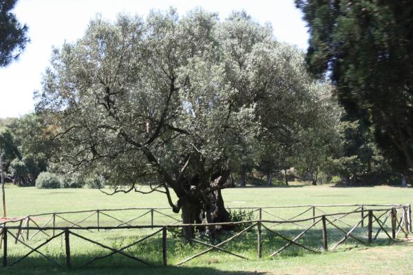 The Olive Tree on Brijuni