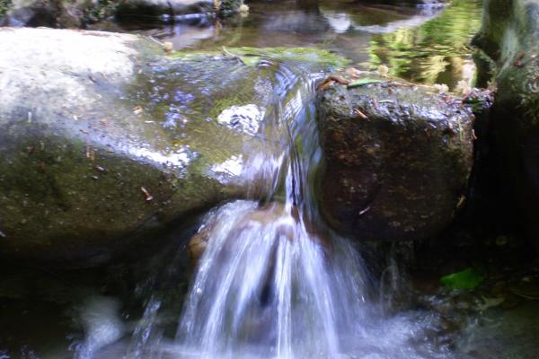 Zeleni Vir