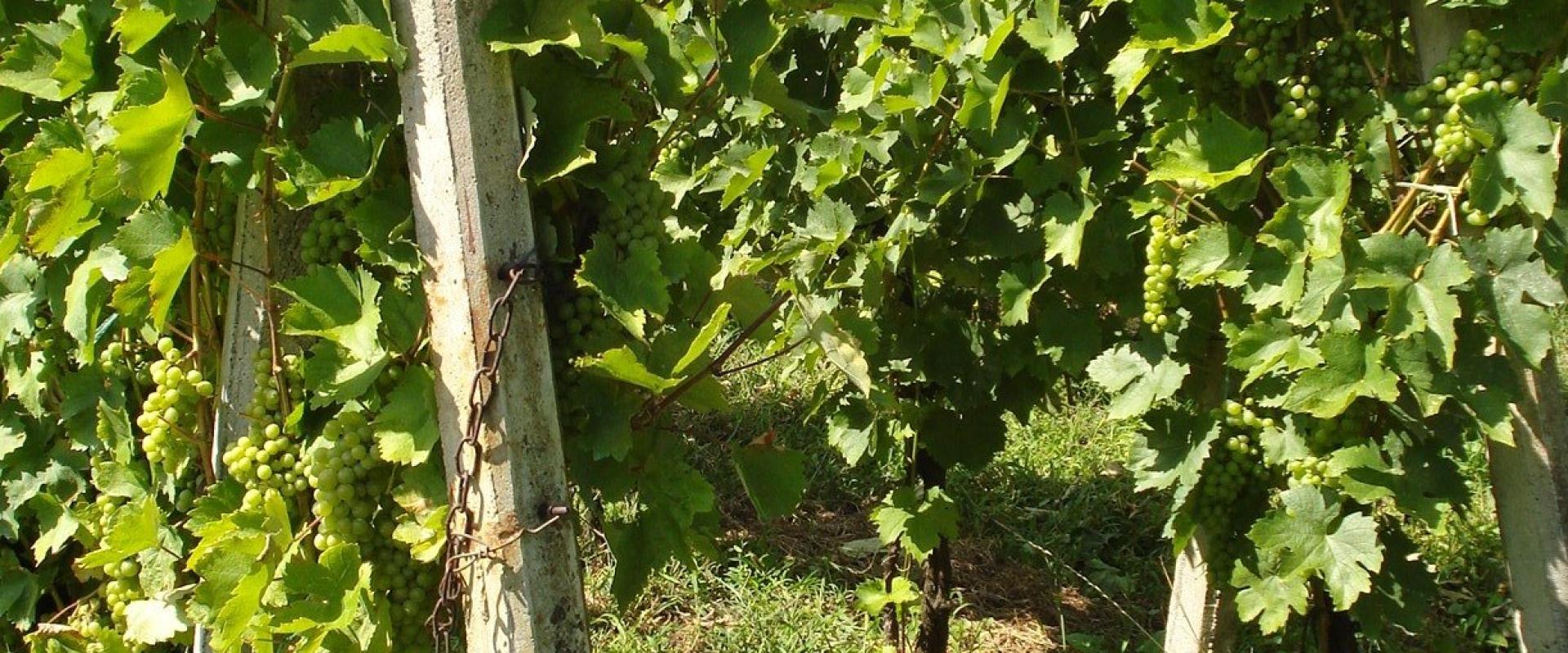 Grožđe na trsovima (Croatia)