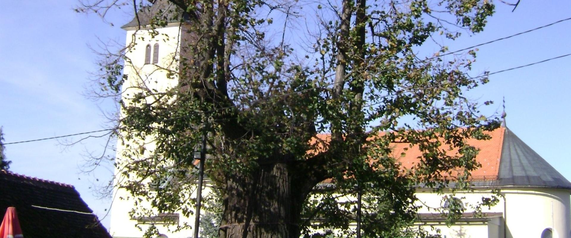 Gupčeva lipa