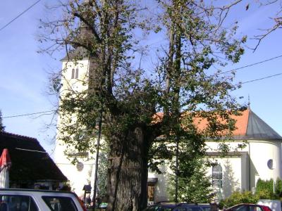 Gupceva lipa