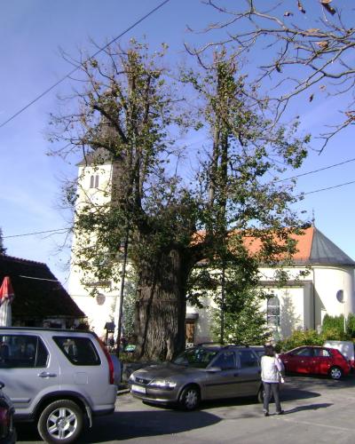 Gupceva lipa