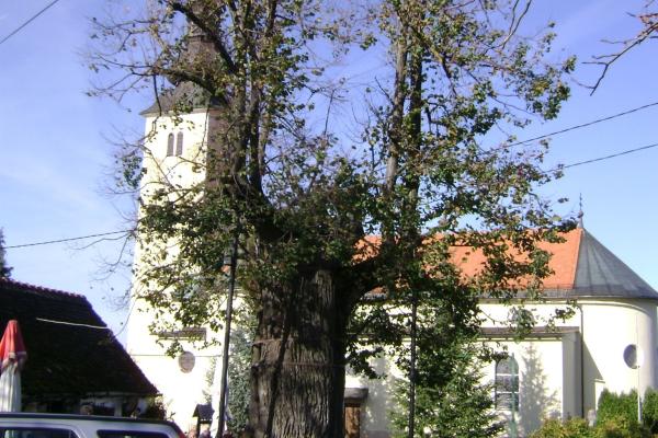 Gupčeva lipa