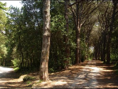 Rovinj-Ровинь - panoramio (9)