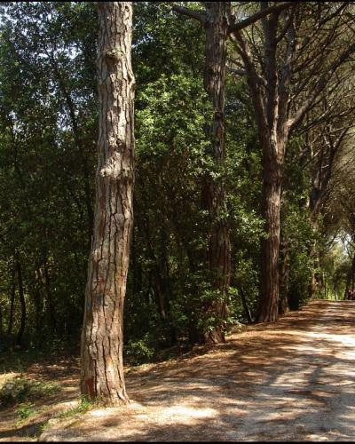 Rovinj-Ровинь - panoramio (9)