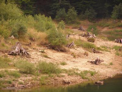 Jezero Lepenica u Fužinama - panoramio