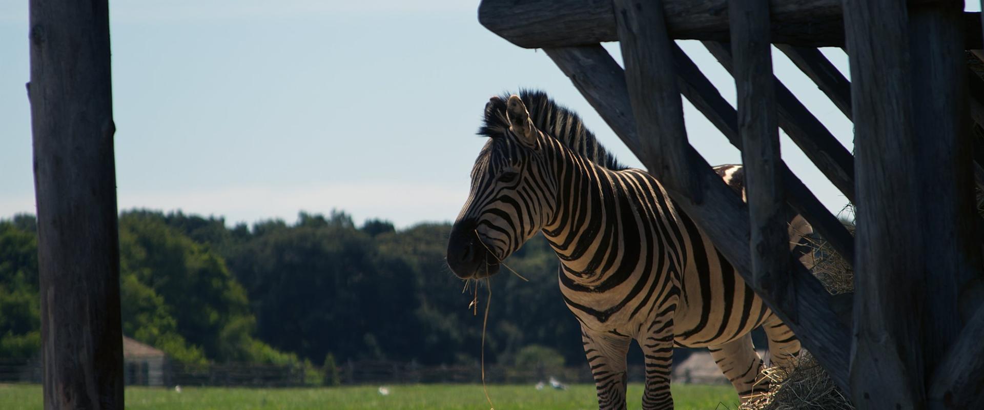 Safari Park