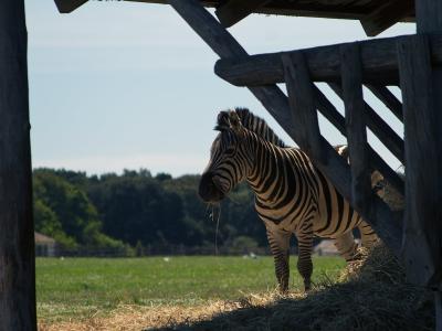 Brijuni - zebra- Miro Jurić