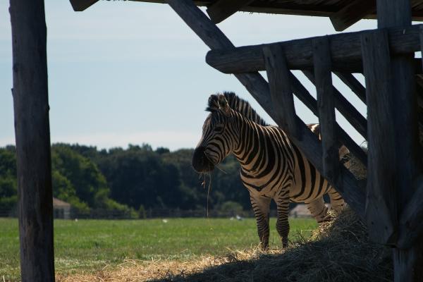 Safari Park