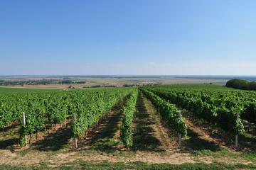 Zmajevac