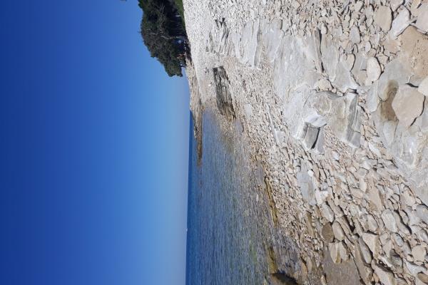 Dinosaur Footprints