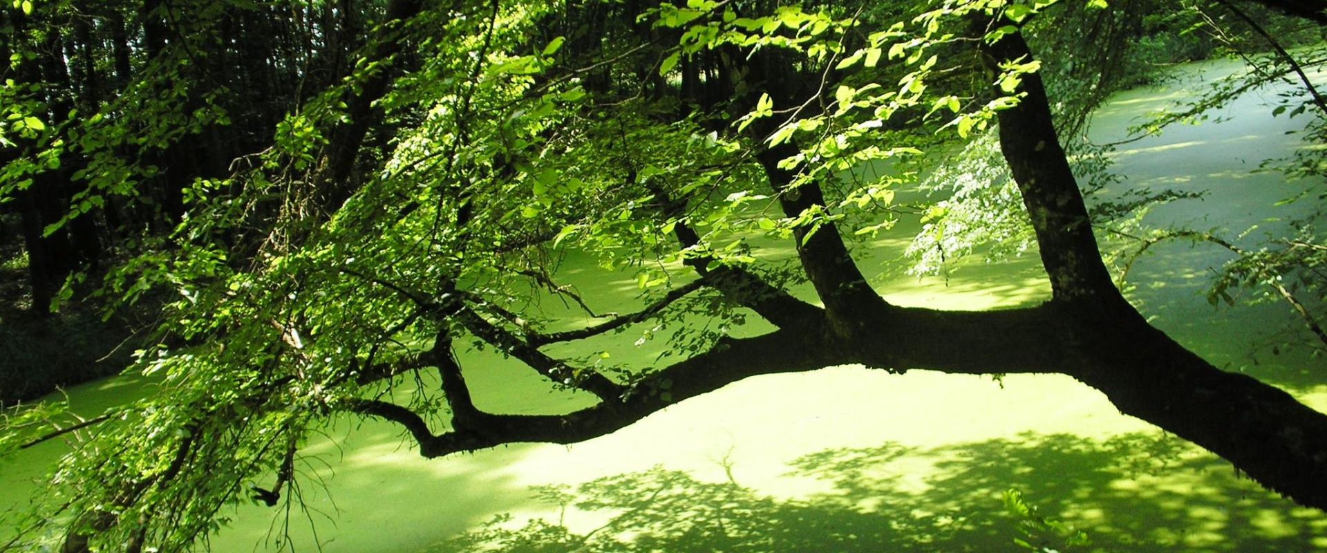 Lug Forest