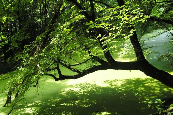 Lug Forest