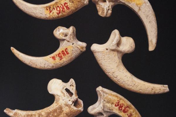 Krapina Neanderthal Museum