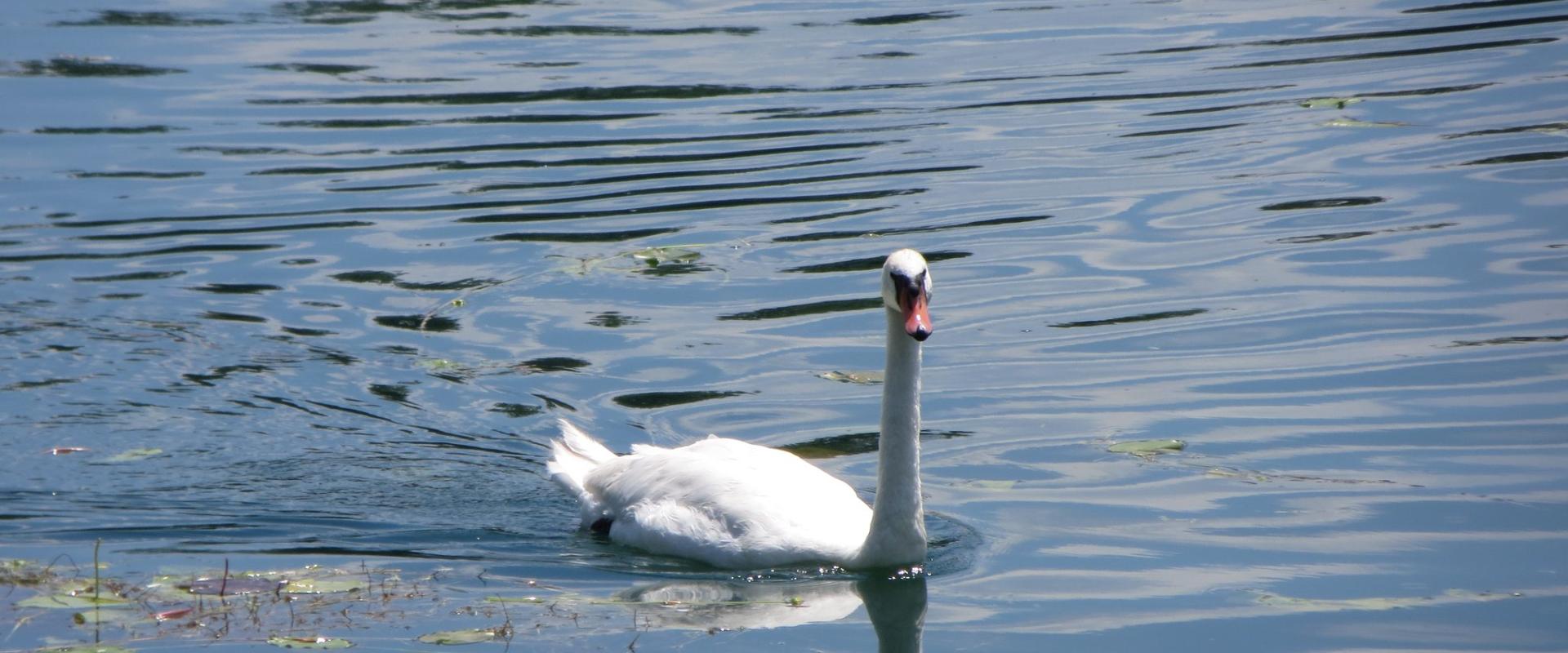 Jarun Lake