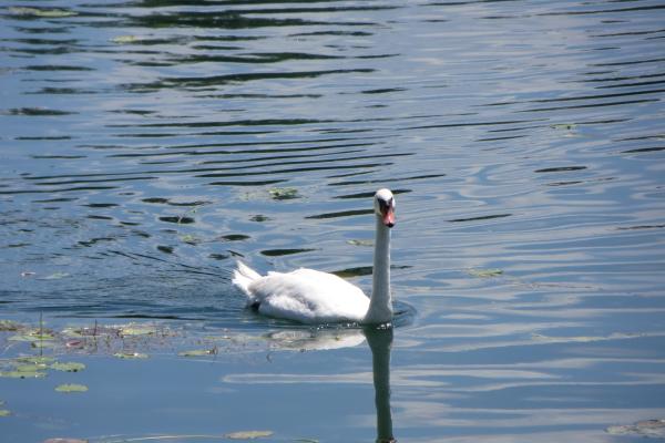 Jarun Lake