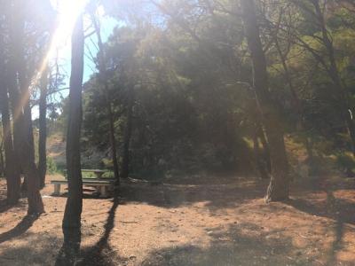 Nugal beach woods
