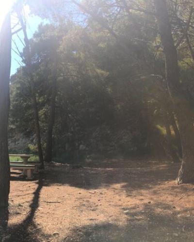 Nugal beach woods