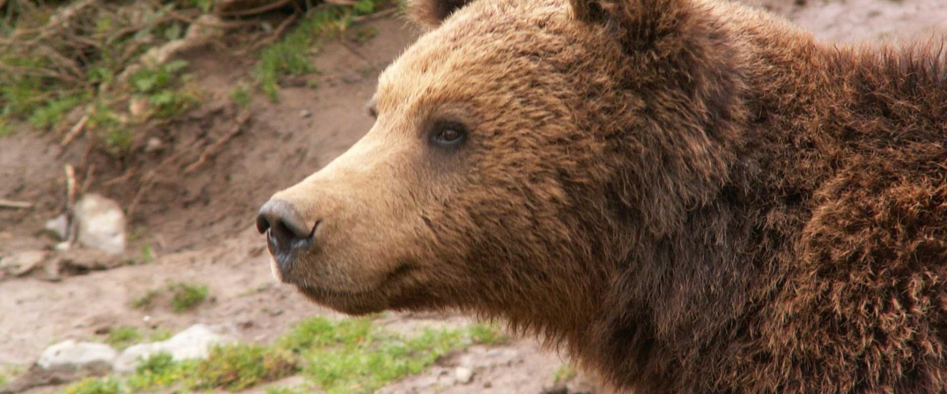Kuterevo Bear Sanctuary