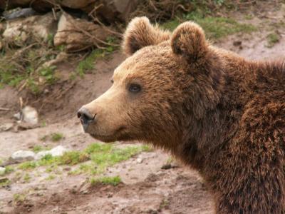Braunbär, Bärenrefugium von Kuterevo, Kroatien