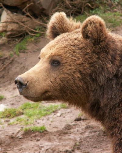 Braunbär, Bärenrefugium von Kuterevo, Kroatien