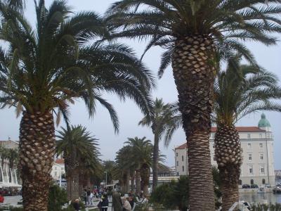 Split (Croatia) - palme na rivi