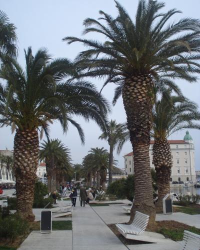 Split (Croatia) - palme na rivi