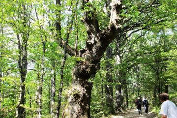 Medvednica trekking